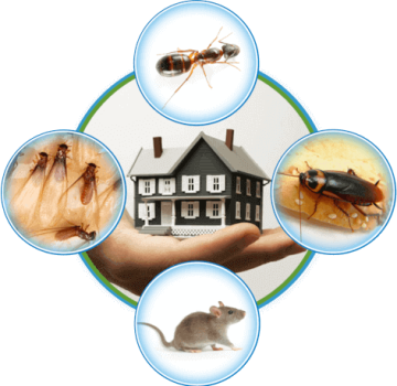 Pest Control Services