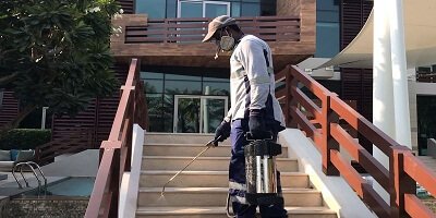 Cockroaches Control Services in Abu Dhabi