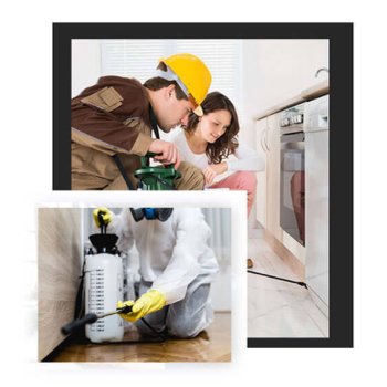 Pest Control Dubai