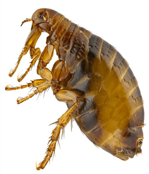 Fleas Pest Control Services Dubai