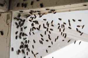 house-flies