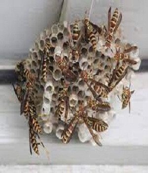 wasp control service in dubai
