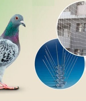 bird-pest-control-services-dubai
