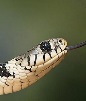 Snake Control Services in Dubai