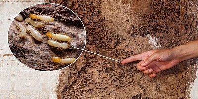 termite control in UAE