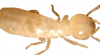Dry Wood Termites